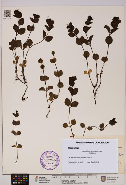 Leptostigma arnottianum [Espécimen: UDEC:CONC:0117245]