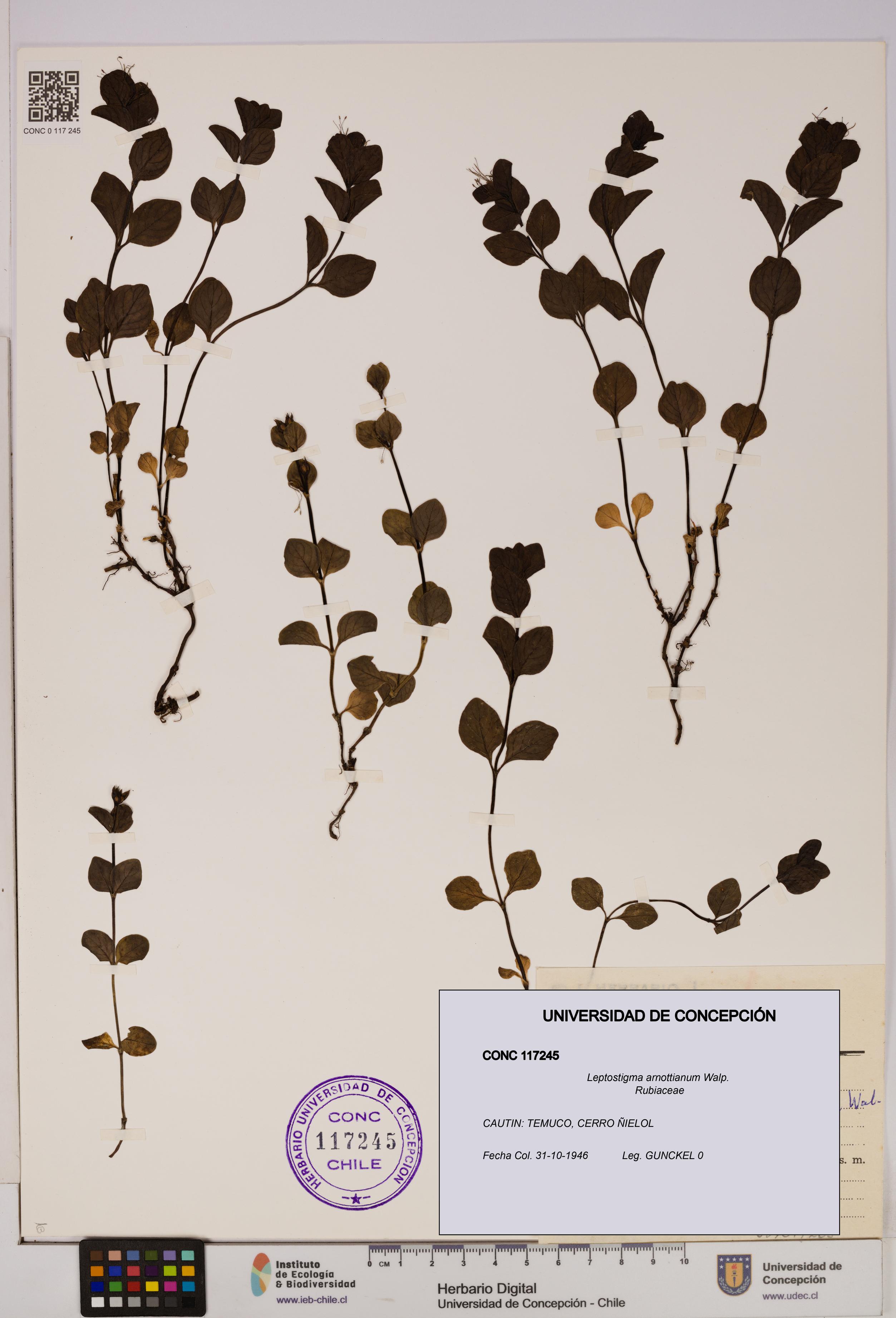 Leptostigma arnottianum [Espécimen: UDEC:CONC:0117245]