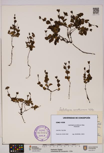Leptostigma arnottianum [Espécimen: UDEC:CONC:0117275]