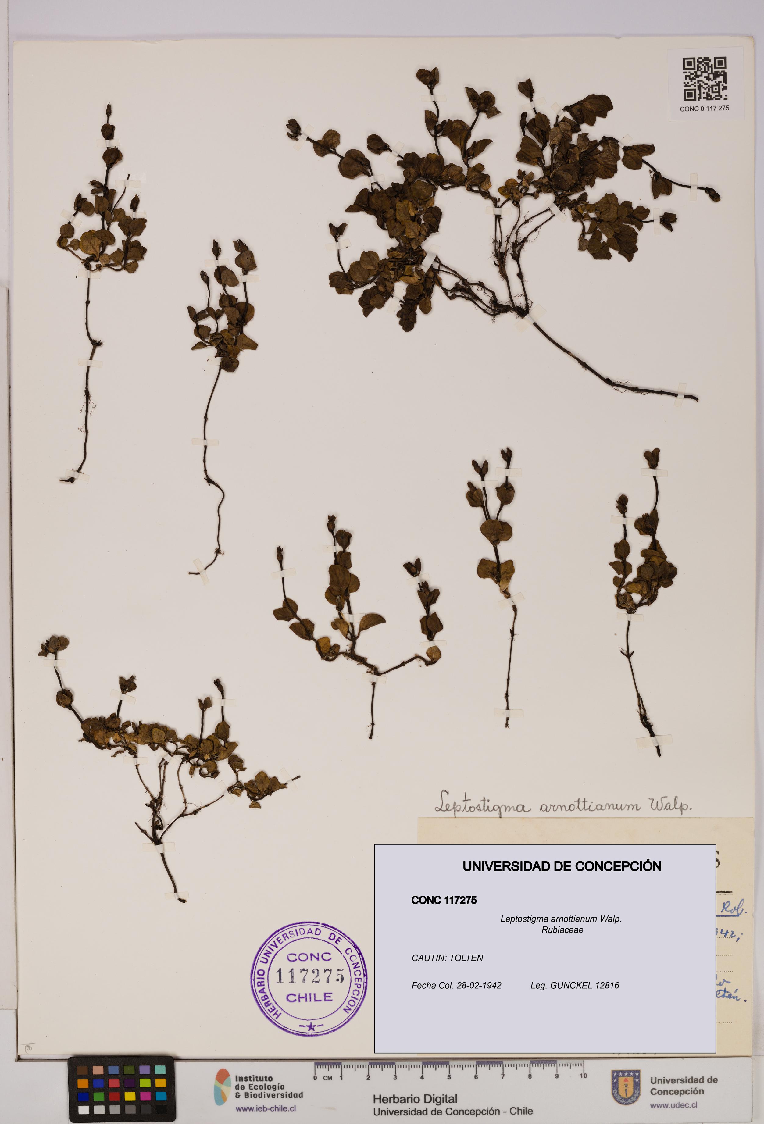 Leptostigma arnottianum [Espécimen: UDEC:CONC:0117275]