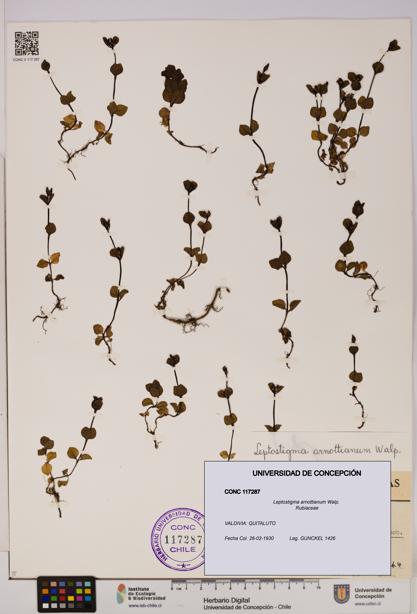 Leptostigma arnottianum [Espécimen: UDEC:CONC:0117287]