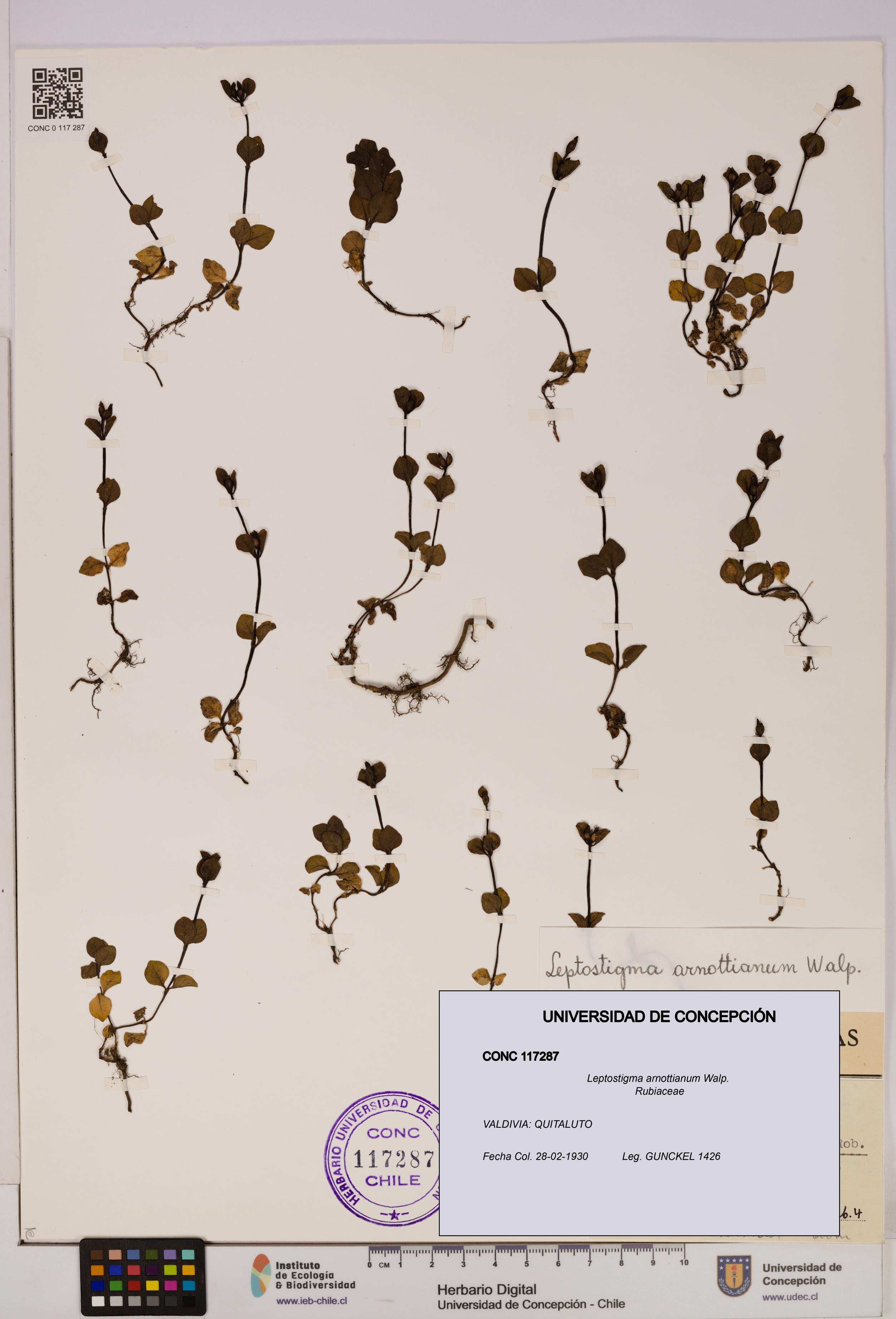 Leptostigma arnottianum [Espécimen: UDEC:CONC:0117287]