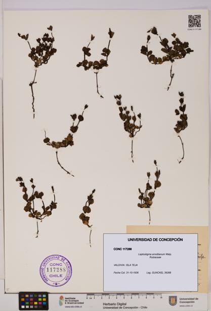 Leptostigma arnottianum [Espécimen: UDEC:CONC:0117288]
