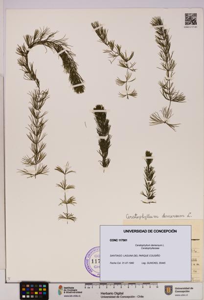 Ceratophyllum demersum [Espécimen: UDEC:CONC:0117301]