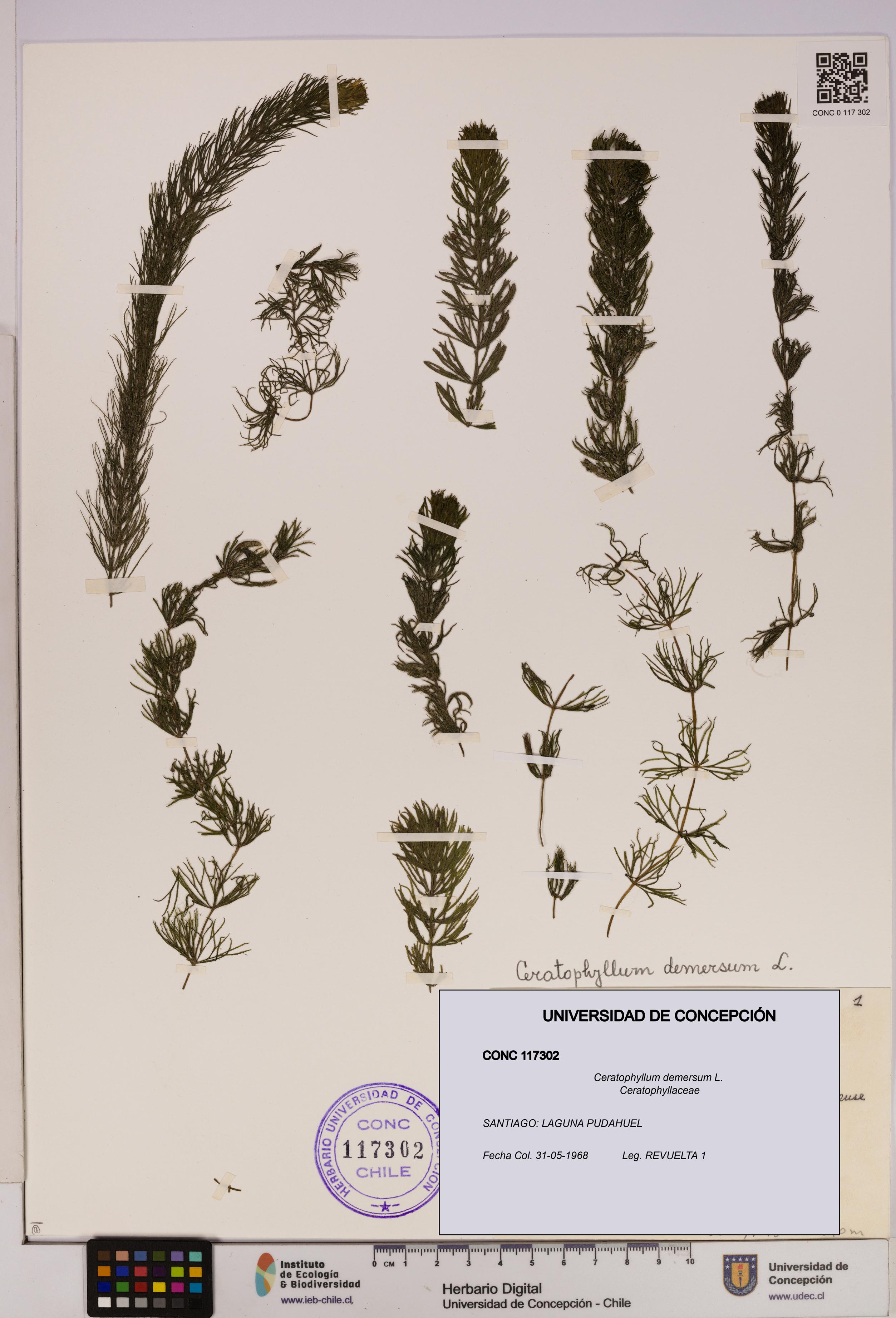 Ceratophyllum demersum [Espécimen: UDEC:CONC:0117302]
