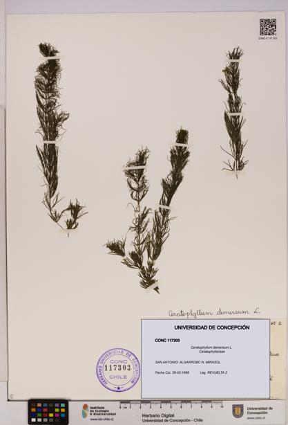 Ceratophyllum demersum [Espécimen: UDEC:CONC:0117303]
