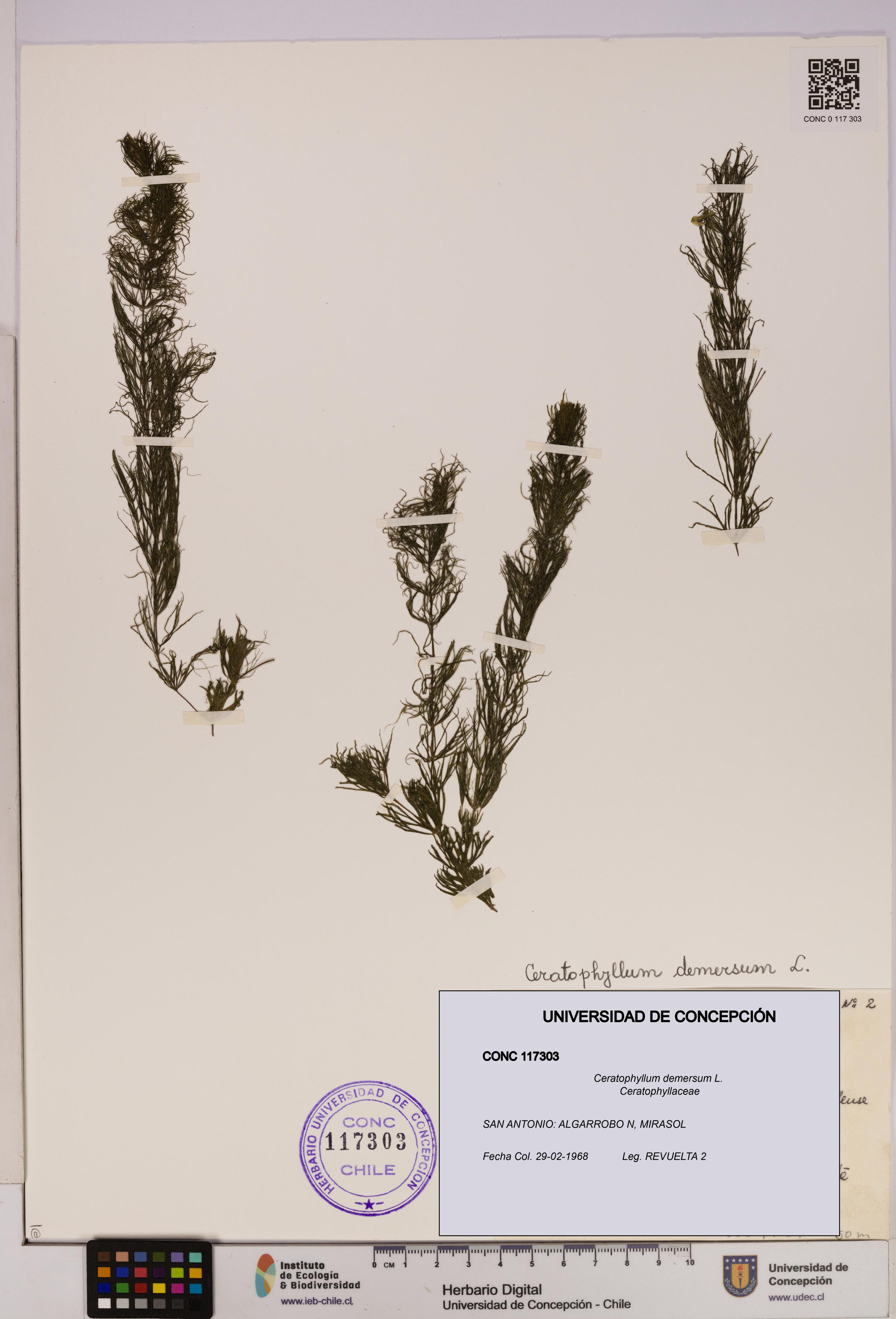 Ceratophyllum demersum [Espécimen: UDEC:CONC:0117303]