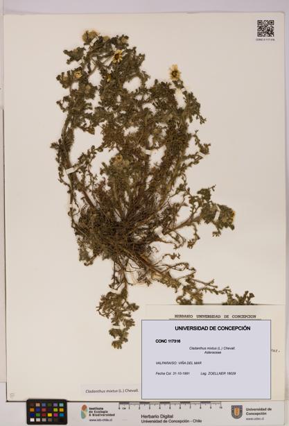 Cladanthus mixtus [Espécimen: UDEC:CONC:0117316]