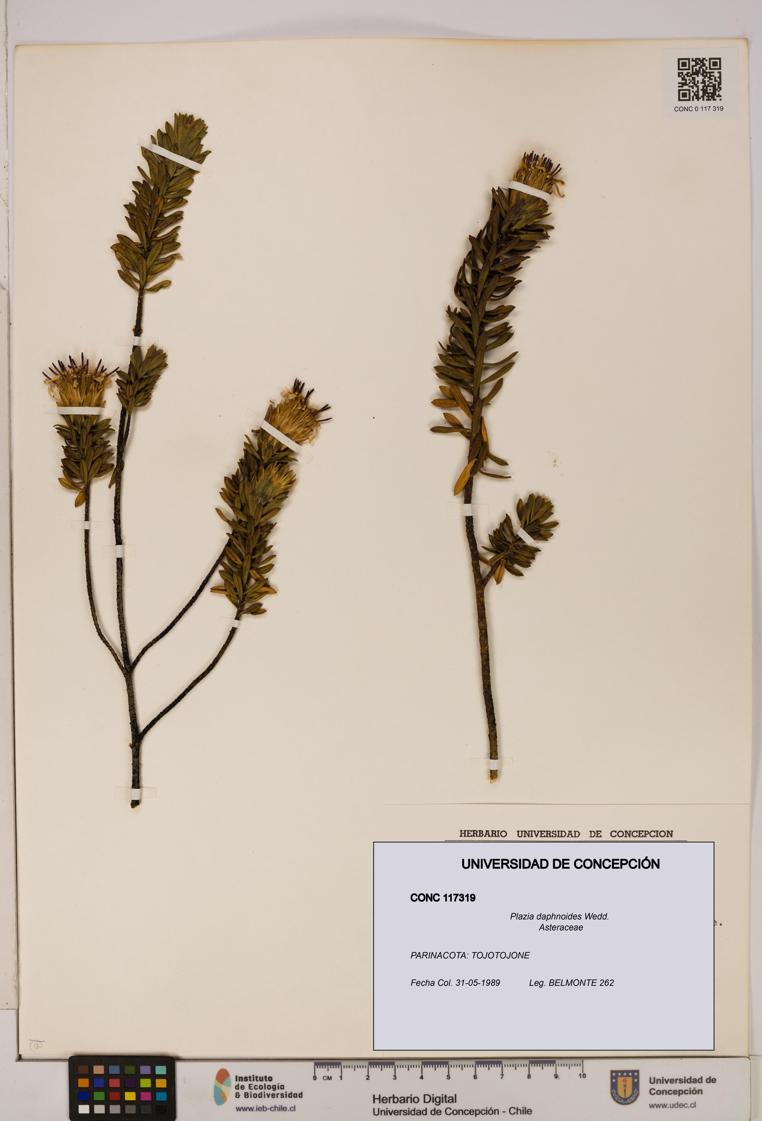 Plazia daphnoides [Espécimen: UDEC:CONC:0117319]