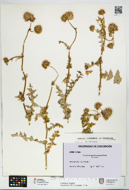 Polyachyrus sphaerocephalus [Espécimen: UDEC:CONC:0117320]