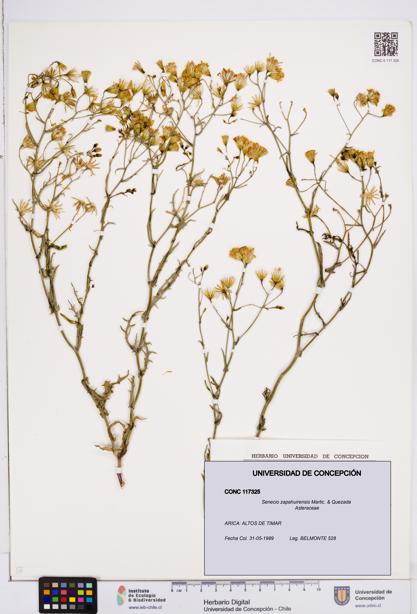 Senecio zapahuirensis [Espécimen: ]