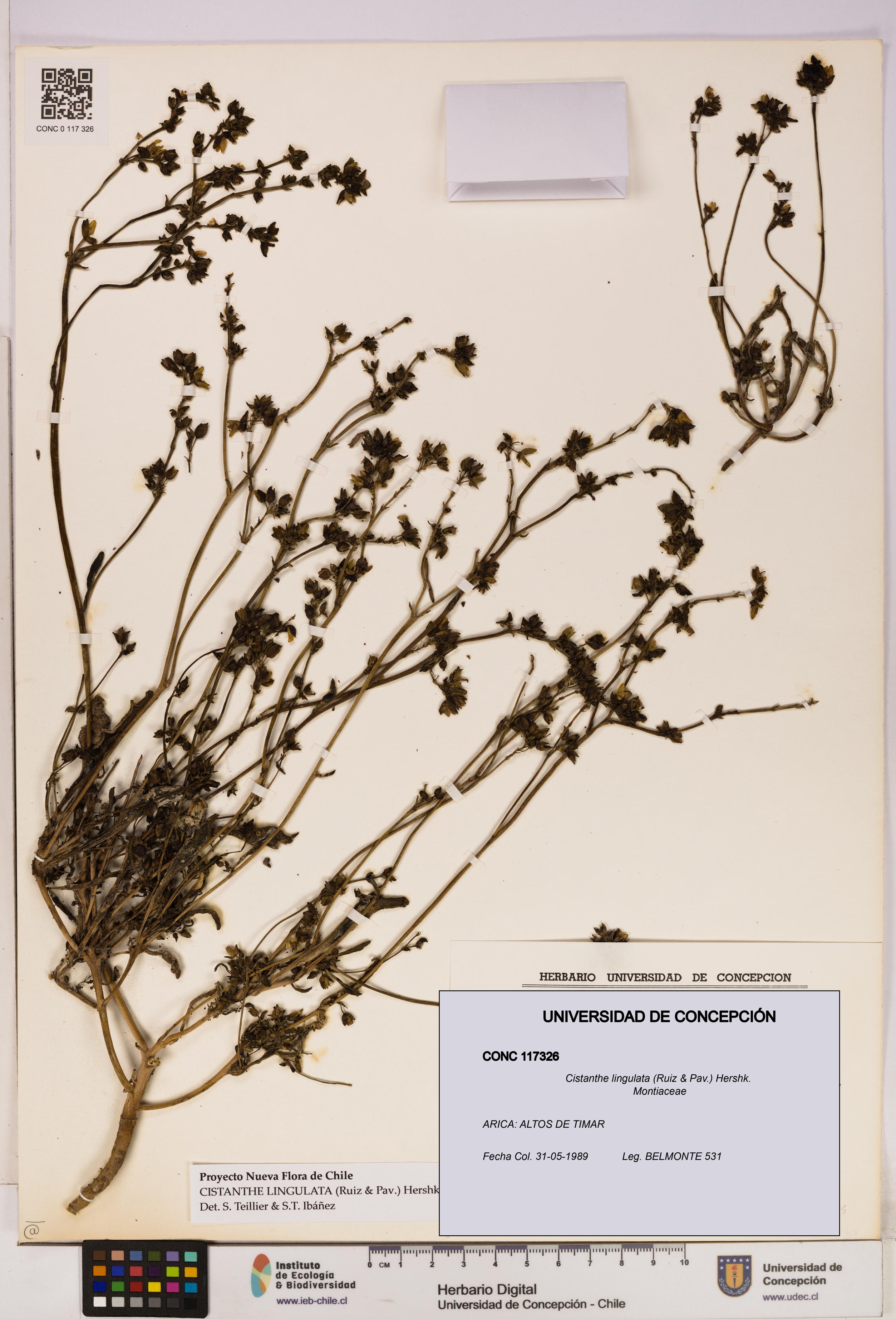 Cistanthe lingulata [Espécimen: UDEC:CONC:0117326]