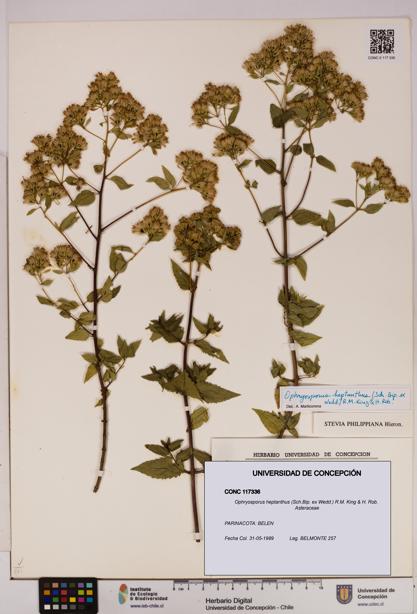 Ophryosporus heptanthus [Espécimen: UDEC:CONC:0117336]