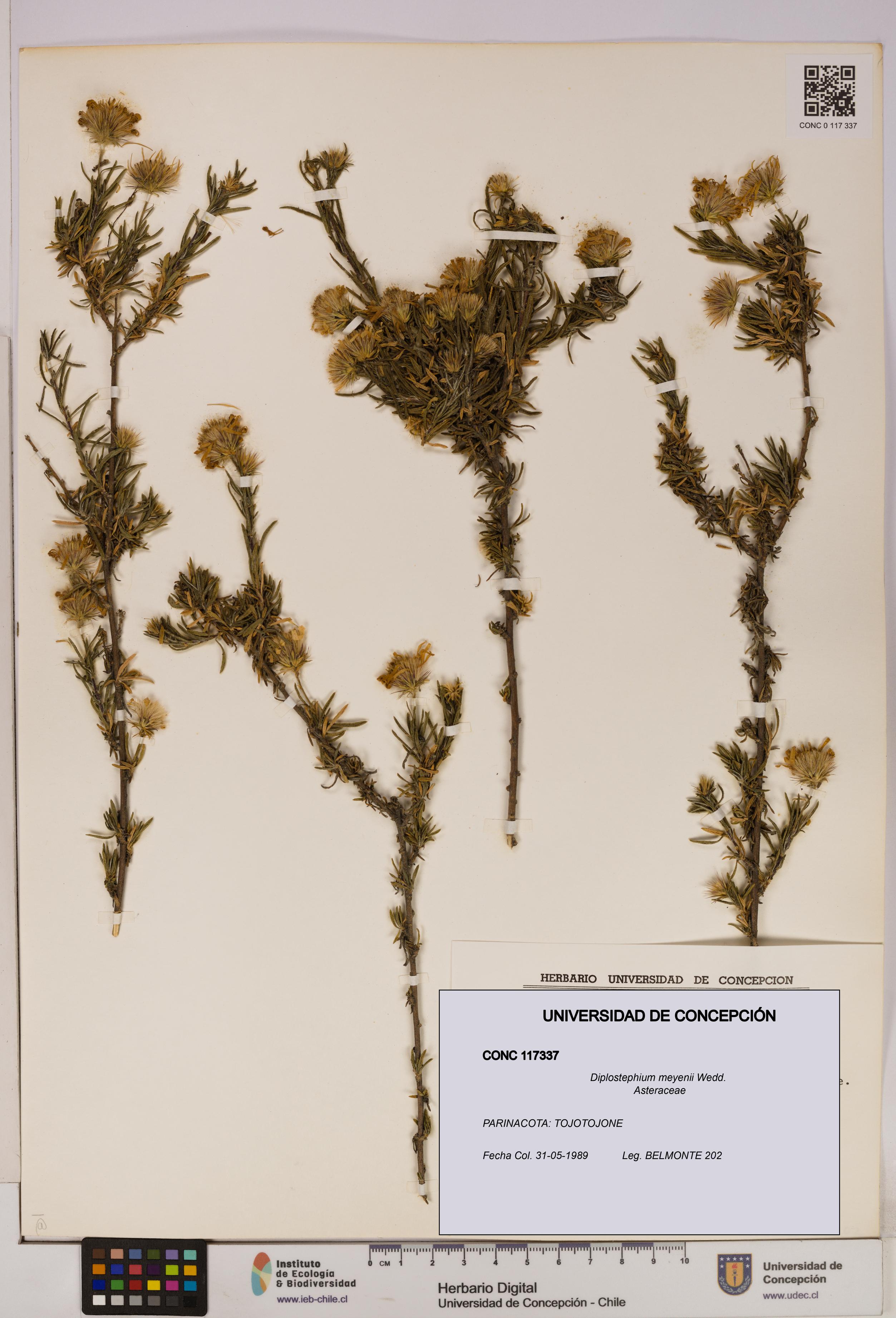 Diplostephium meyenii [Espécimen: UDEC:CONC:0117337]