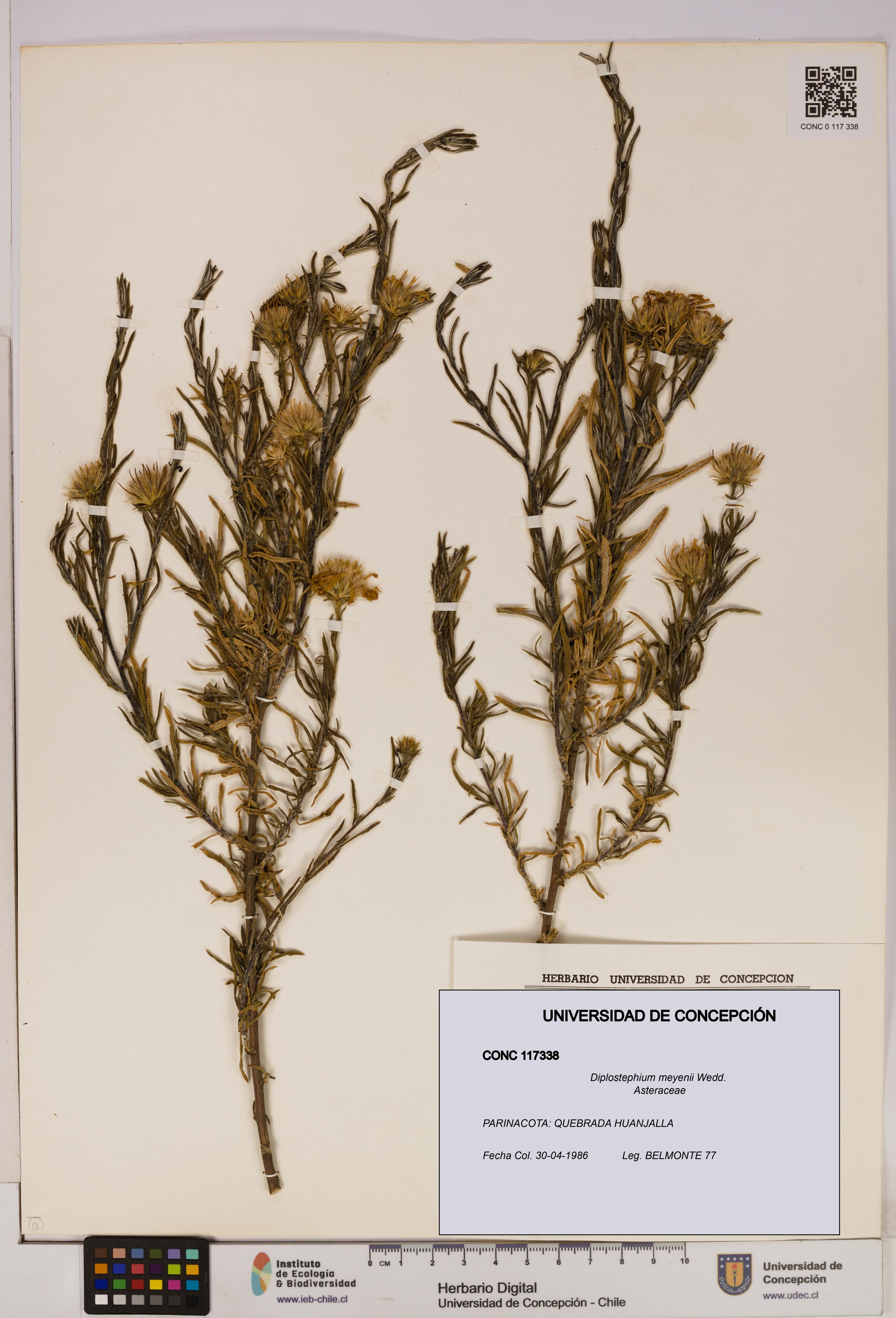Diplostephium meyenii [Espécimen: UDEC:CONC:0117338]