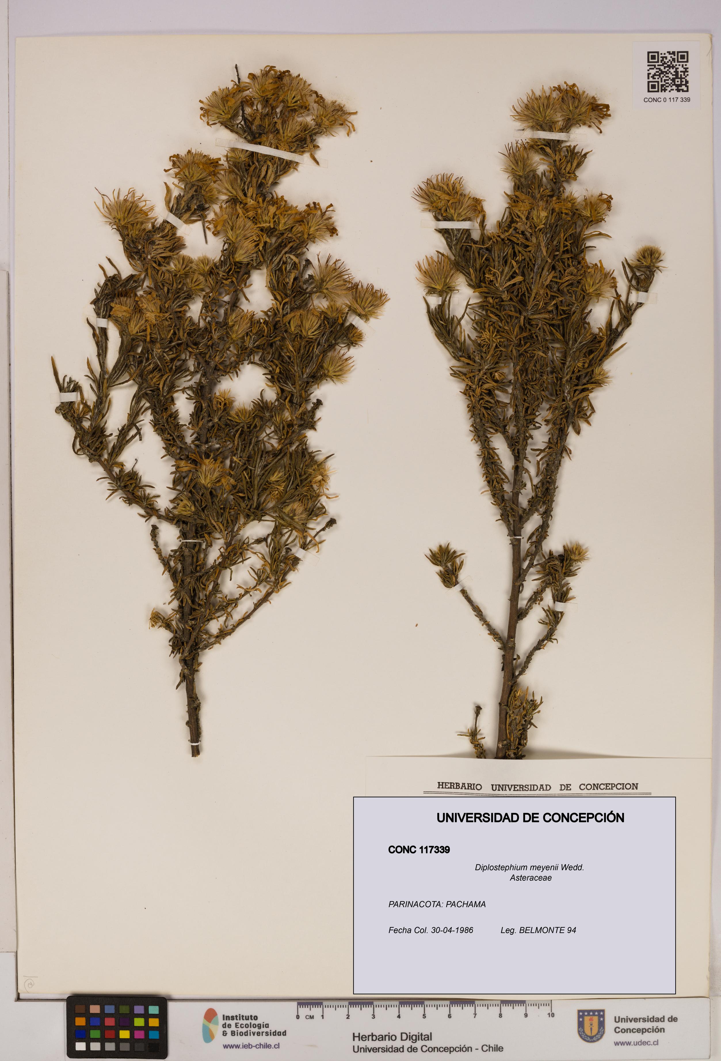Diplostephium meyenii [Espécimen: UDEC:CONC:0117339]