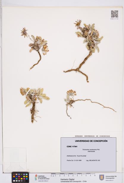Trichocline caulescens [Espécimen: ]
