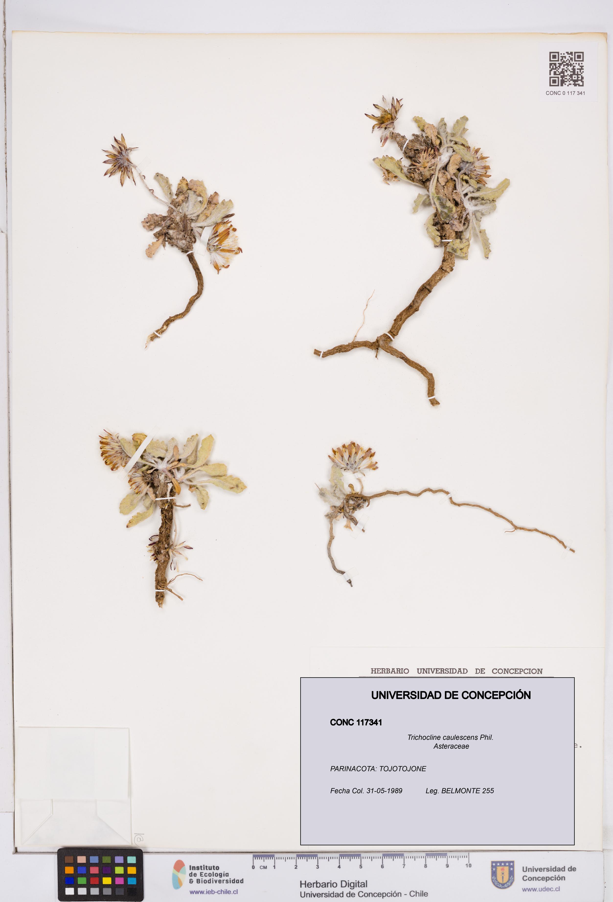 Trichocline caulescens [Espécimen: ]