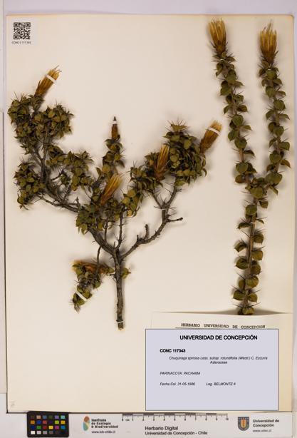 Chuquiraga spinosa subsp. rotundifolia [Espécimen: UDEC:CONC:0117343]