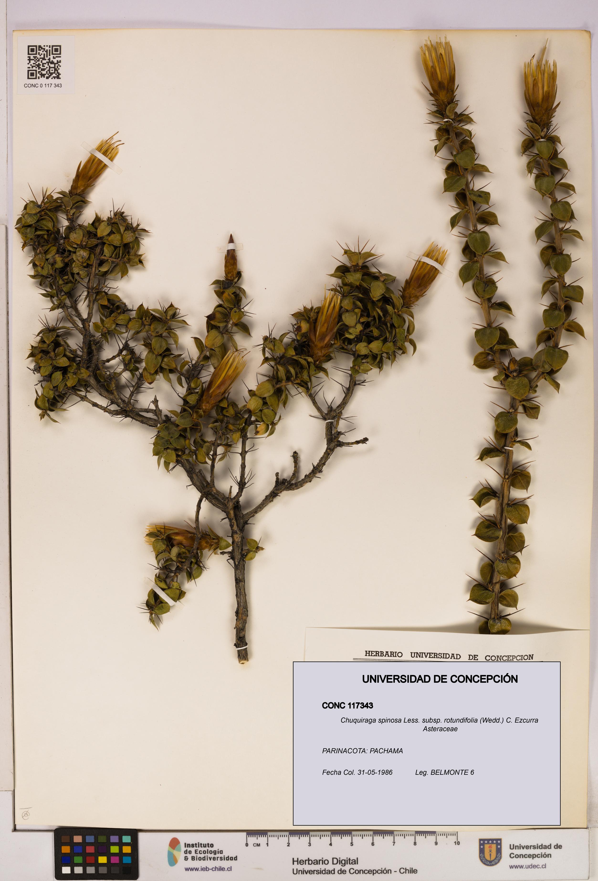 Chuquiraga spinosa subsp. rotundifolia [Espécimen: UDEC:CONC:0117343]