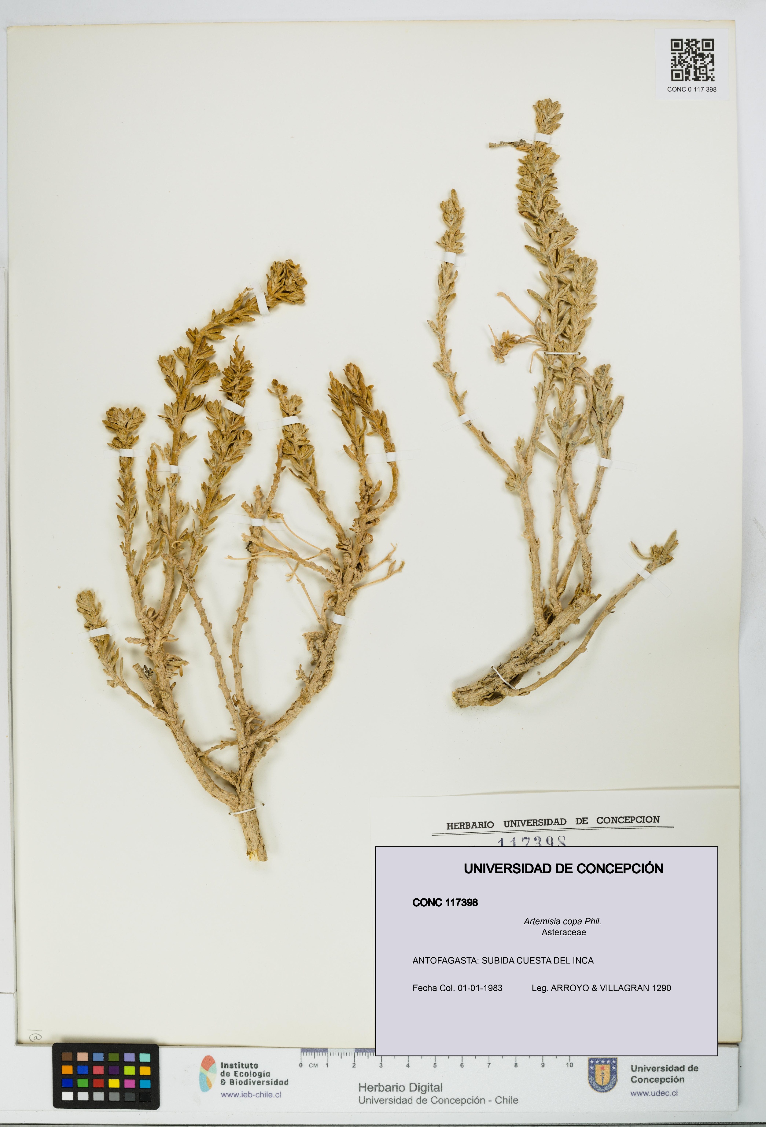 Artemisia copa [Espécimen: UDEC:CONC:0117398]