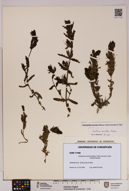 Neobartsia serrata [Espécimen: UDEC:CONC:0117405]