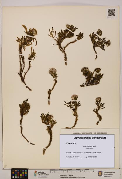Senecio algens [Espécimen: UDEC:CONC:0117411]