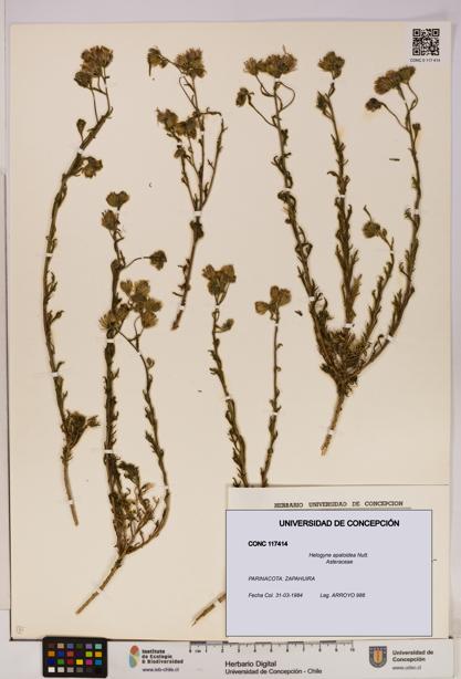 Helogyne apaloidea [Espécimen: UDEC:CONC:0117414]