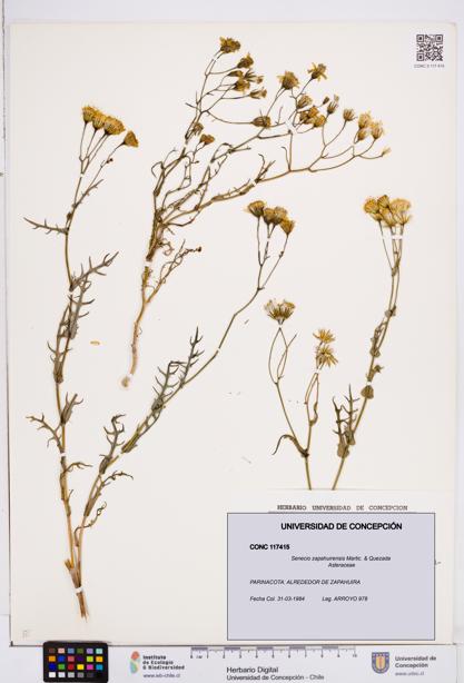 Senecio zapahuirensis [Espécimen: ]