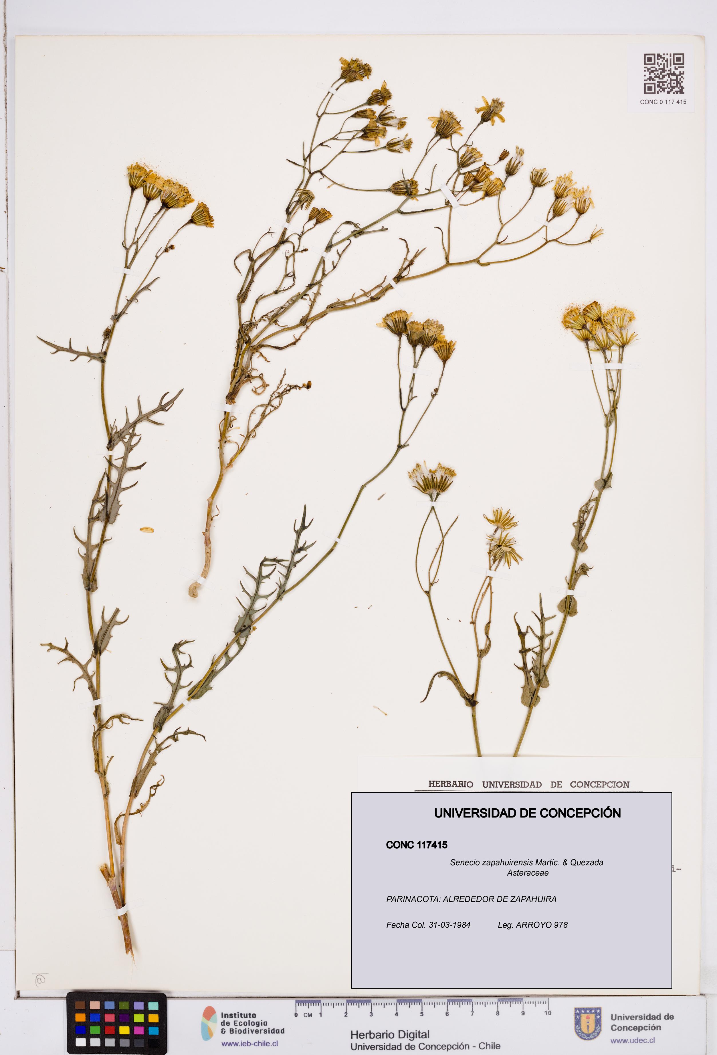 Senecio zapahuirensis [Espécimen: ]