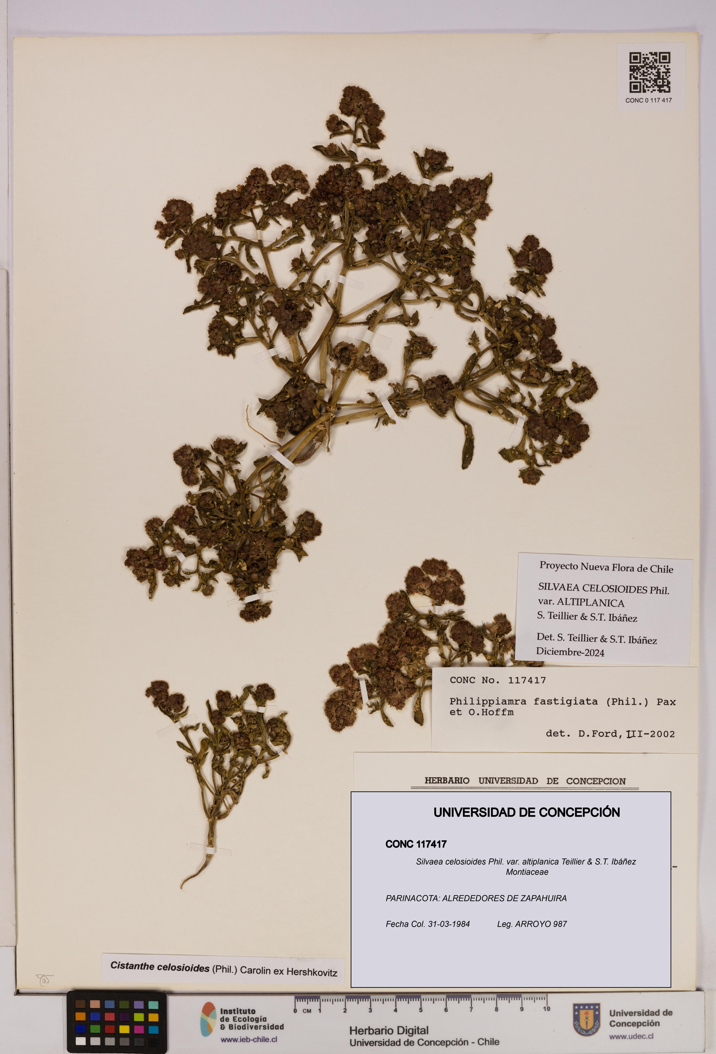 Silvaea celosioides var. altiplanica [Espécimen: UDEC:CONC:0117417]