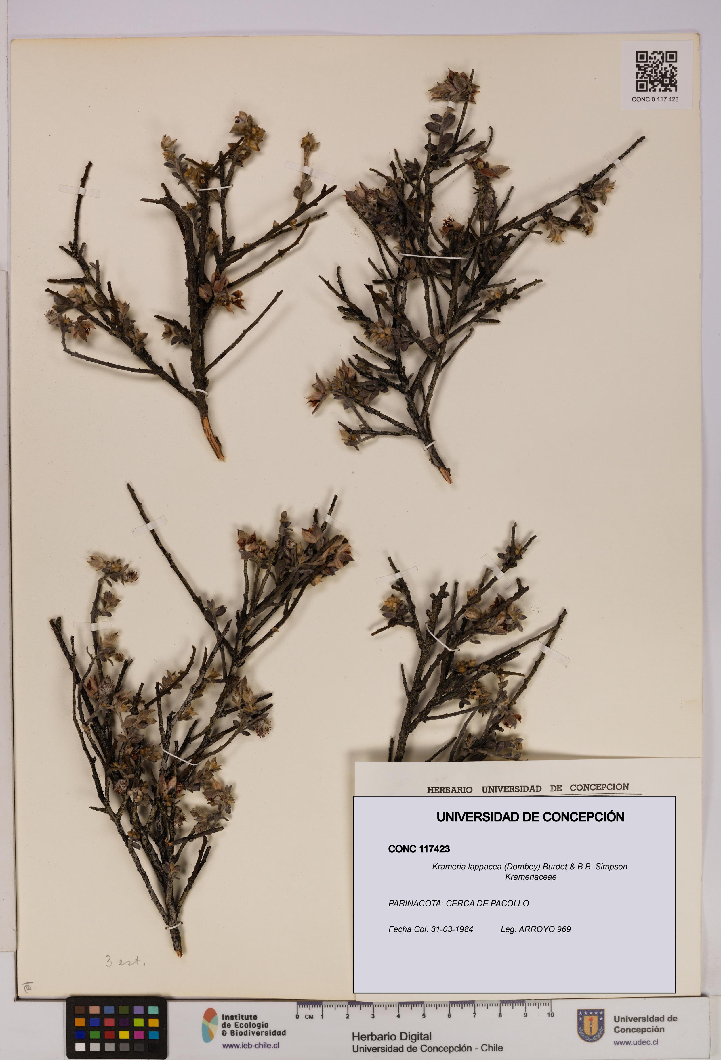 Krameria lappacea [Espécimen: UDEC:CONC:0117423]