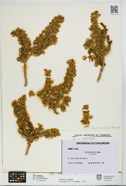 Senecio nutans [Espécimen: UDEC:CONC:0117431]