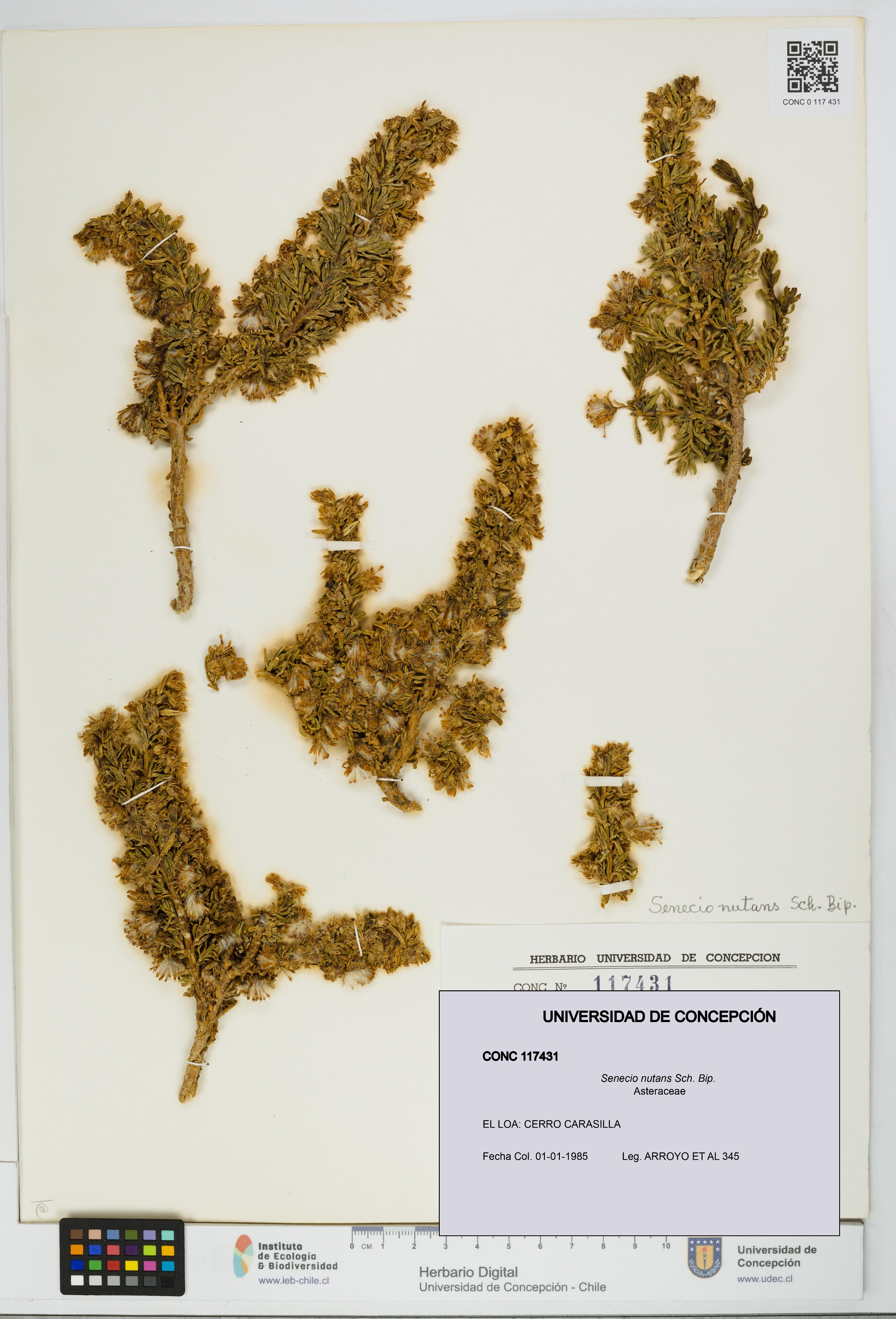 Senecio nutans [Espécimen: UDEC:CONC:0117431]