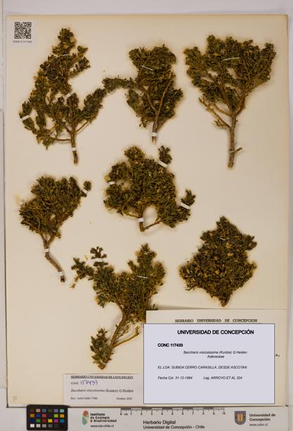 Baccharis tola [Espécimen: UDEC:CONC:0117433]