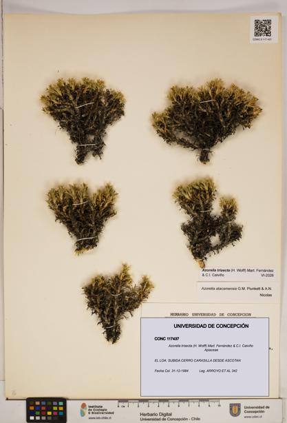 Azorella trisecta [Espécimen: ]