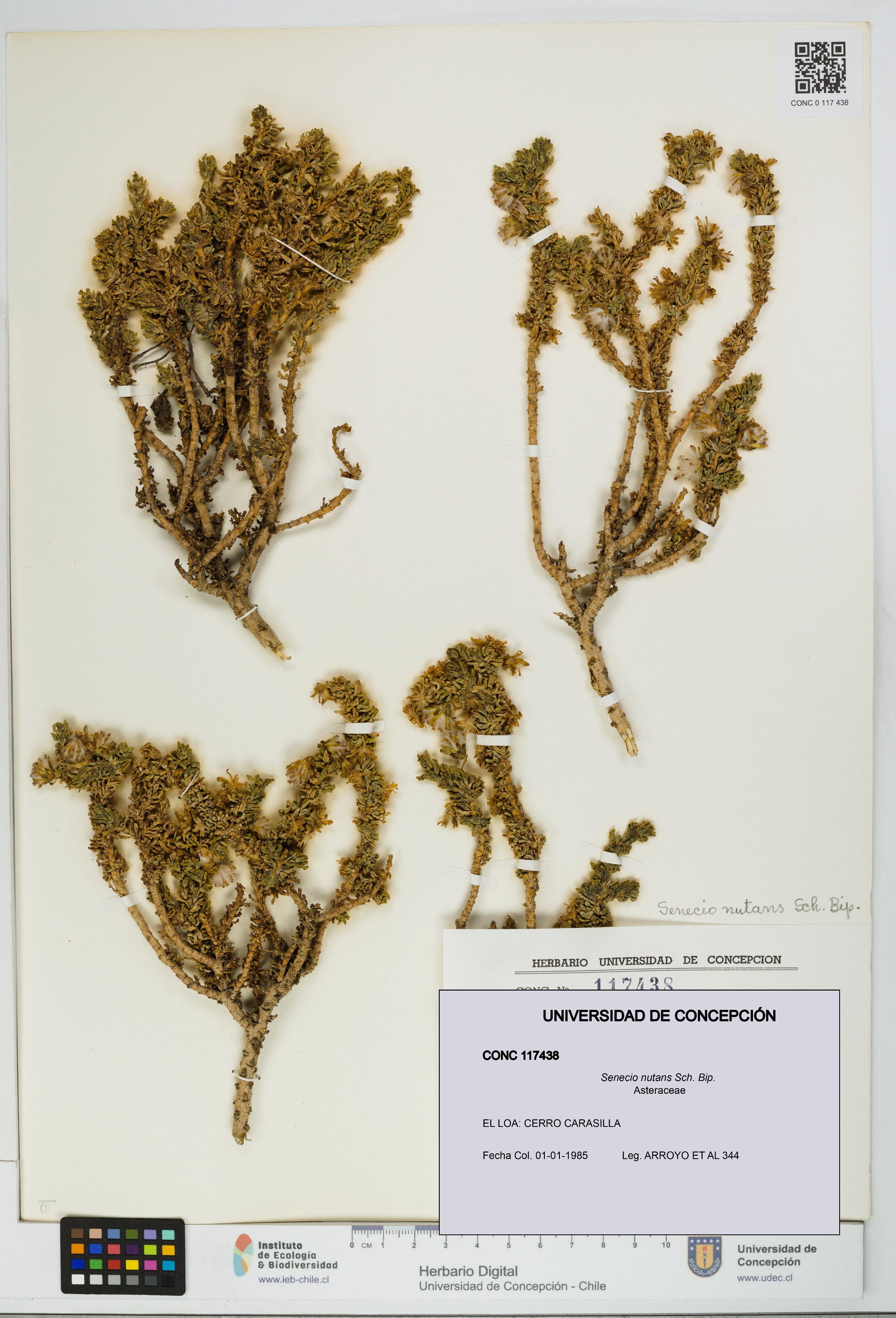 Senecio nutans [Espécimen: UDEC:CONC:0117438]