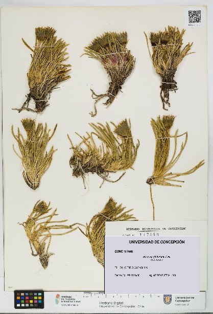 Werneria glaberrima [Espécimen: UDEC:CONC:0117440]