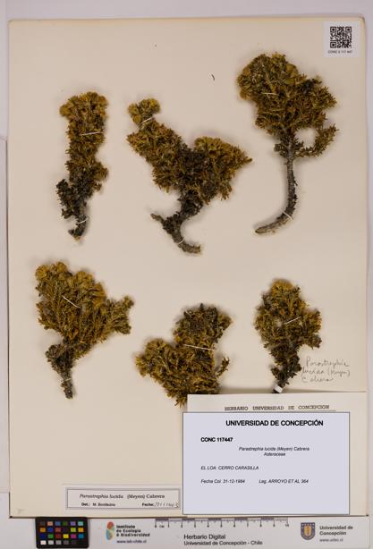 Parastrephia lucida [Espécimen: UDEC:CONC:0117447]