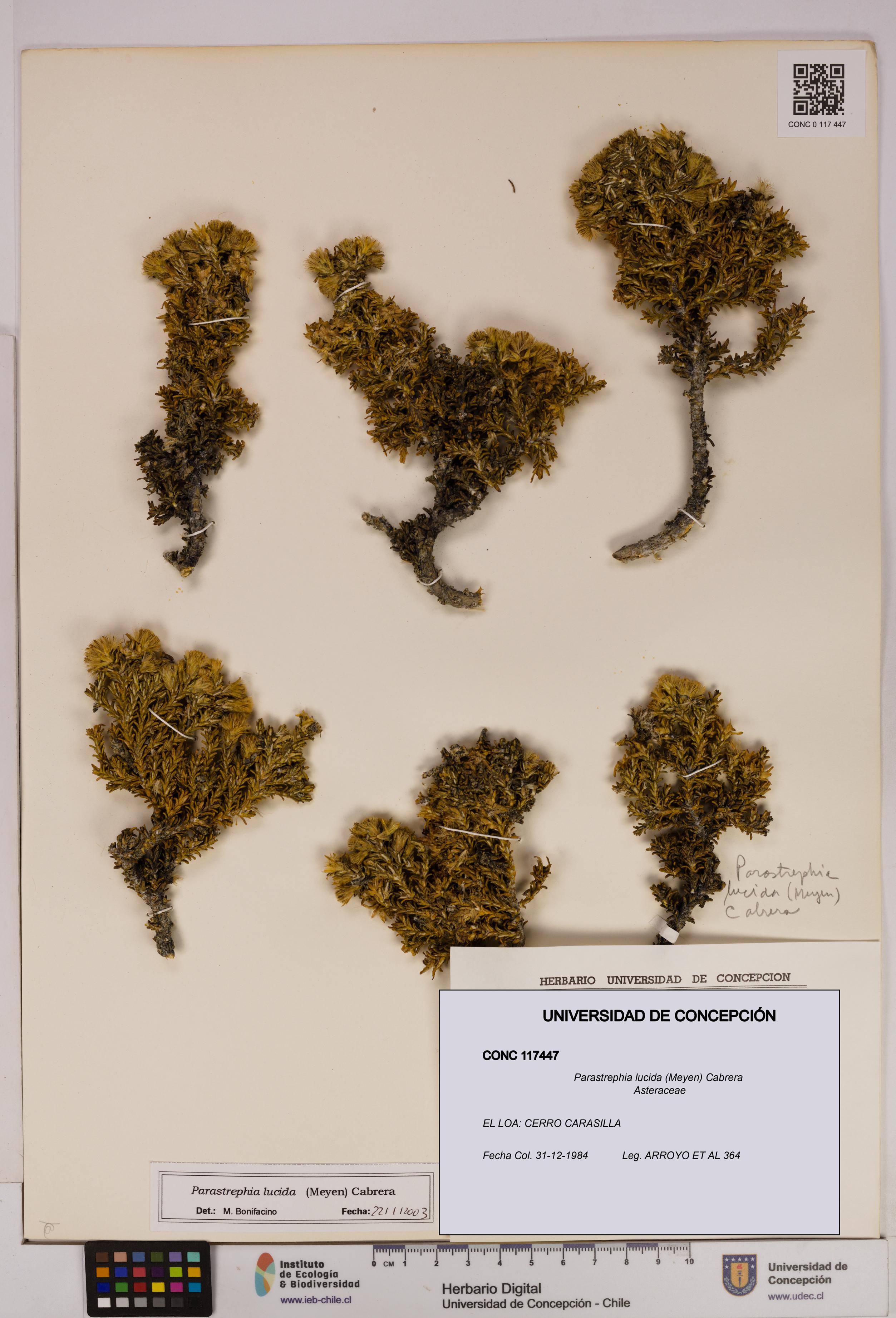 Parastrephia lucida [Espécimen: UDEC:CONC:0117447]