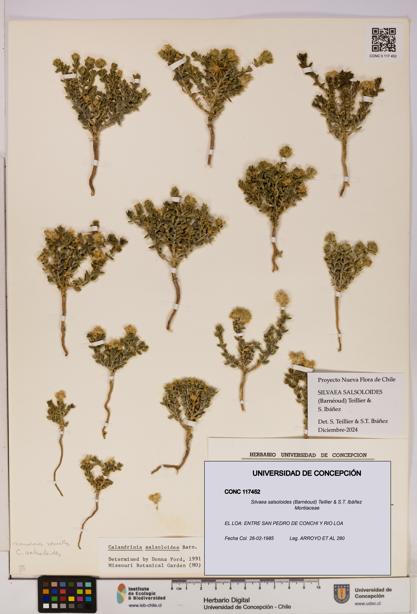 Silvaea salsoloides [Espécimen: UDEC:CONC:0117452]