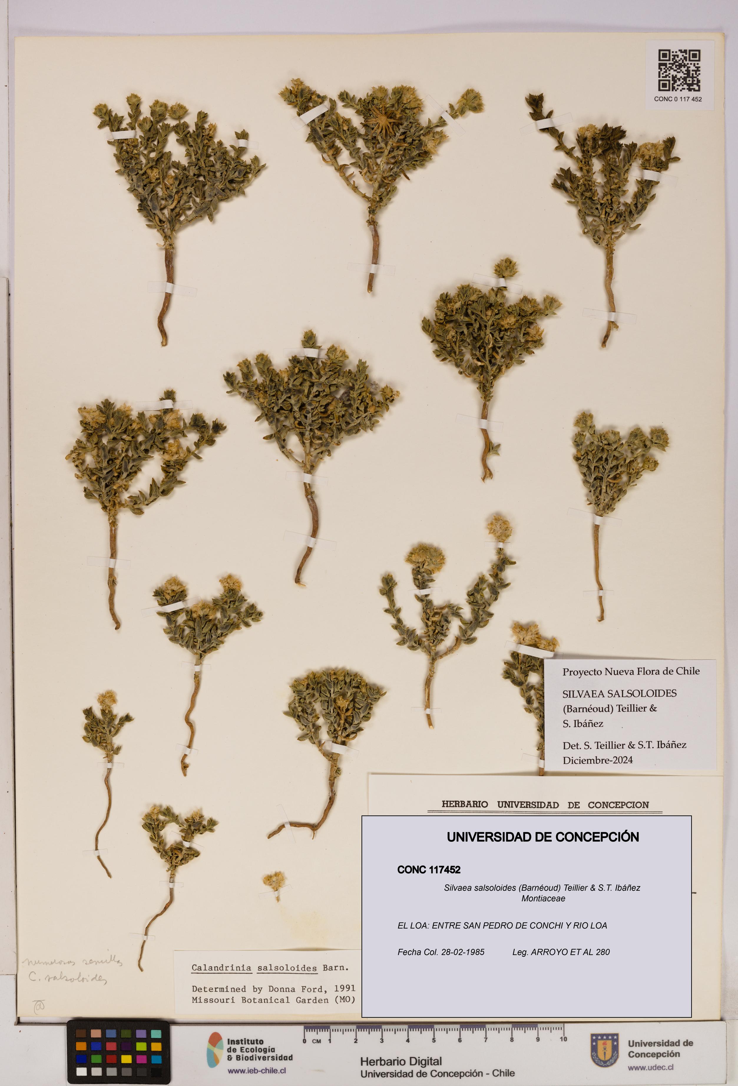 Silvaea salsoloides [Espécimen: UDEC:CONC:0117452]