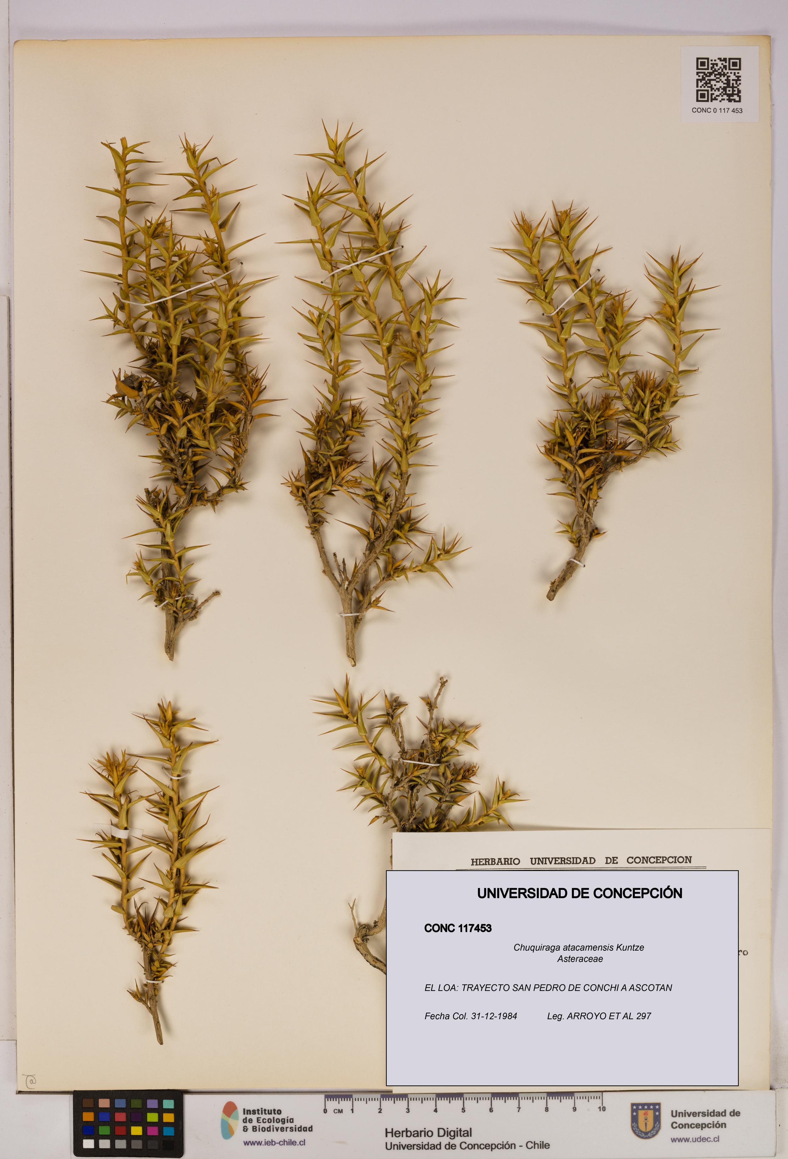 Chuquiraga atacamensis [Espécimen: UDEC:CONC:0117453]