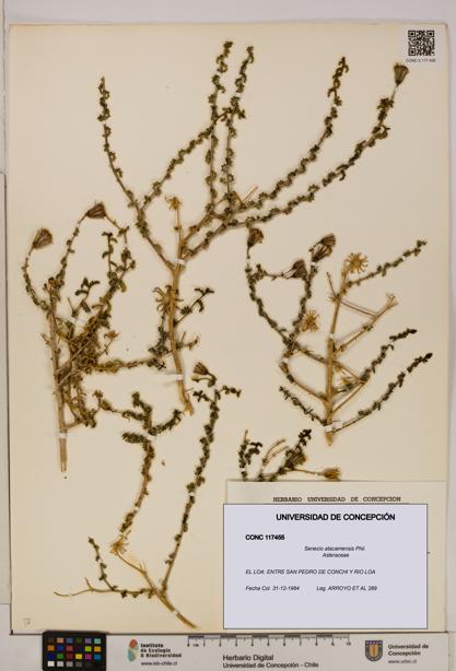 Senecio atacamensis [Espécimen: UDEC:CONC:0117455]