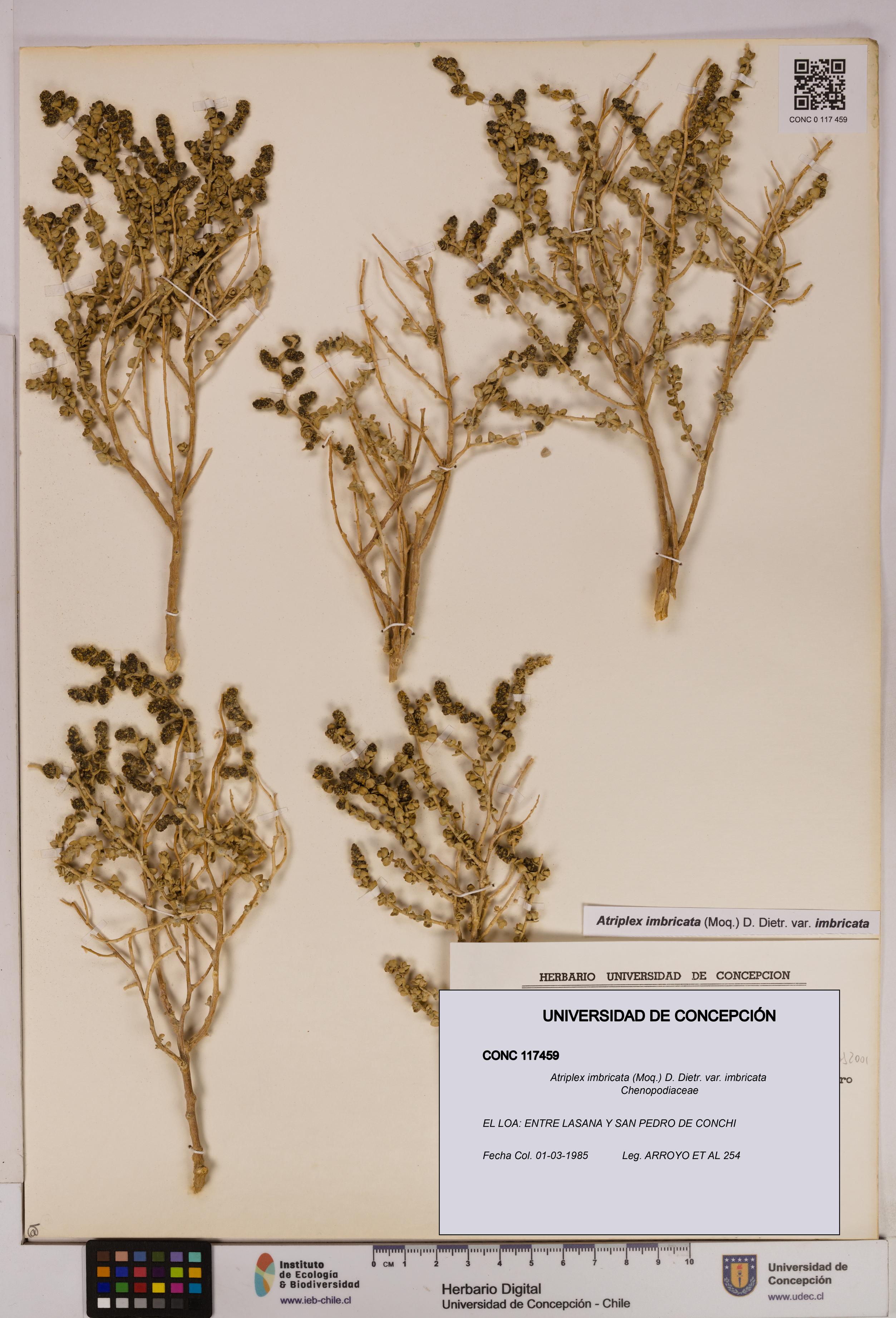 Atriplex imbricata [Espécimen: UDEC:CONC:0117459]