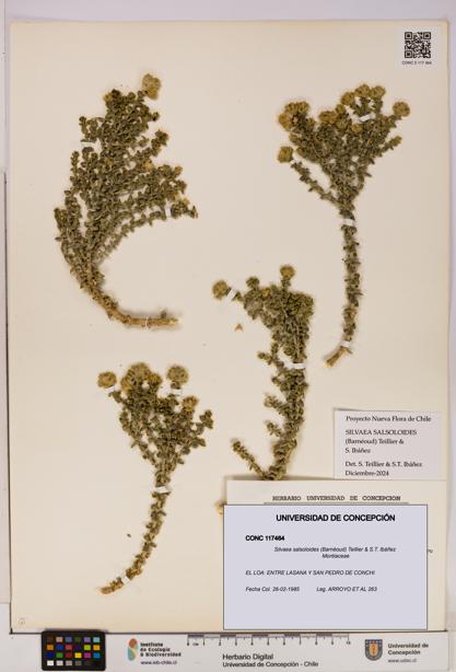 Silvaea salsoloides [Espécimen: UDEC:CONC:0117464]