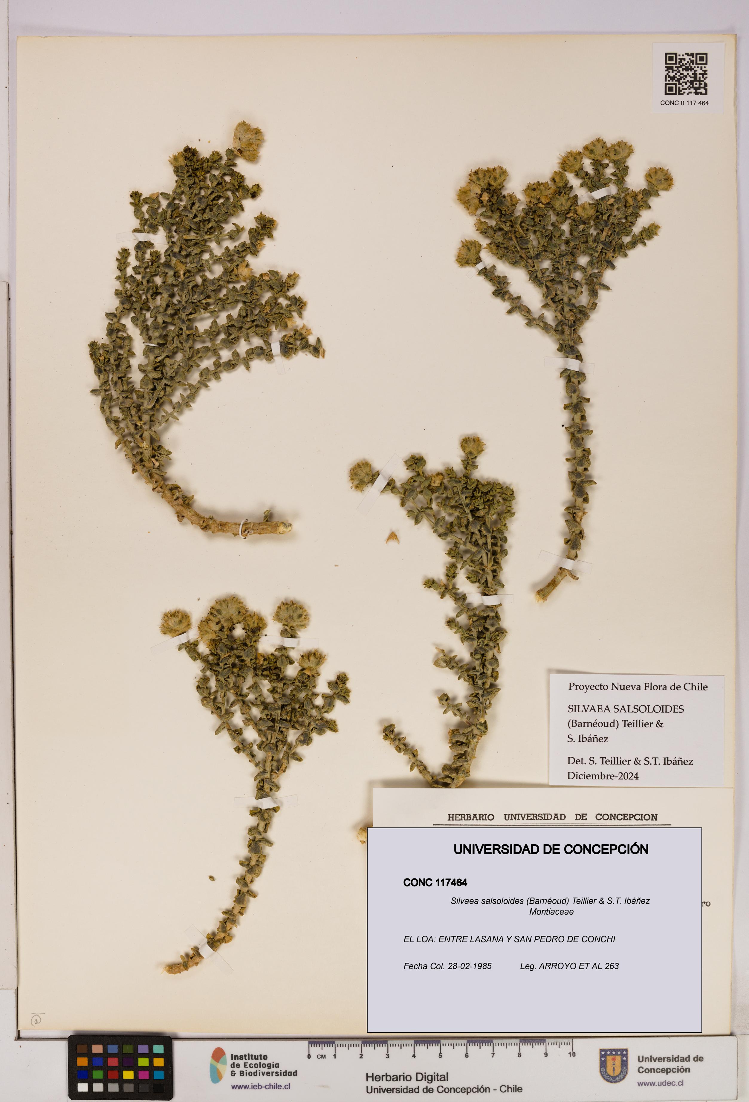 Silvaea salsoloides [Espécimen: UDEC:CONC:0117464]