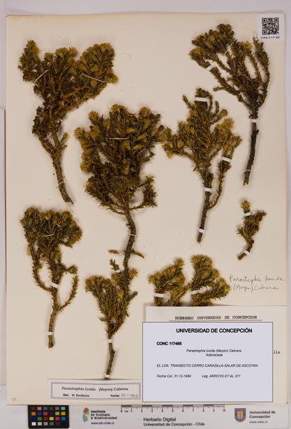 Parastrephia lucida [Espécimen: UDEC:CONC:0117465]