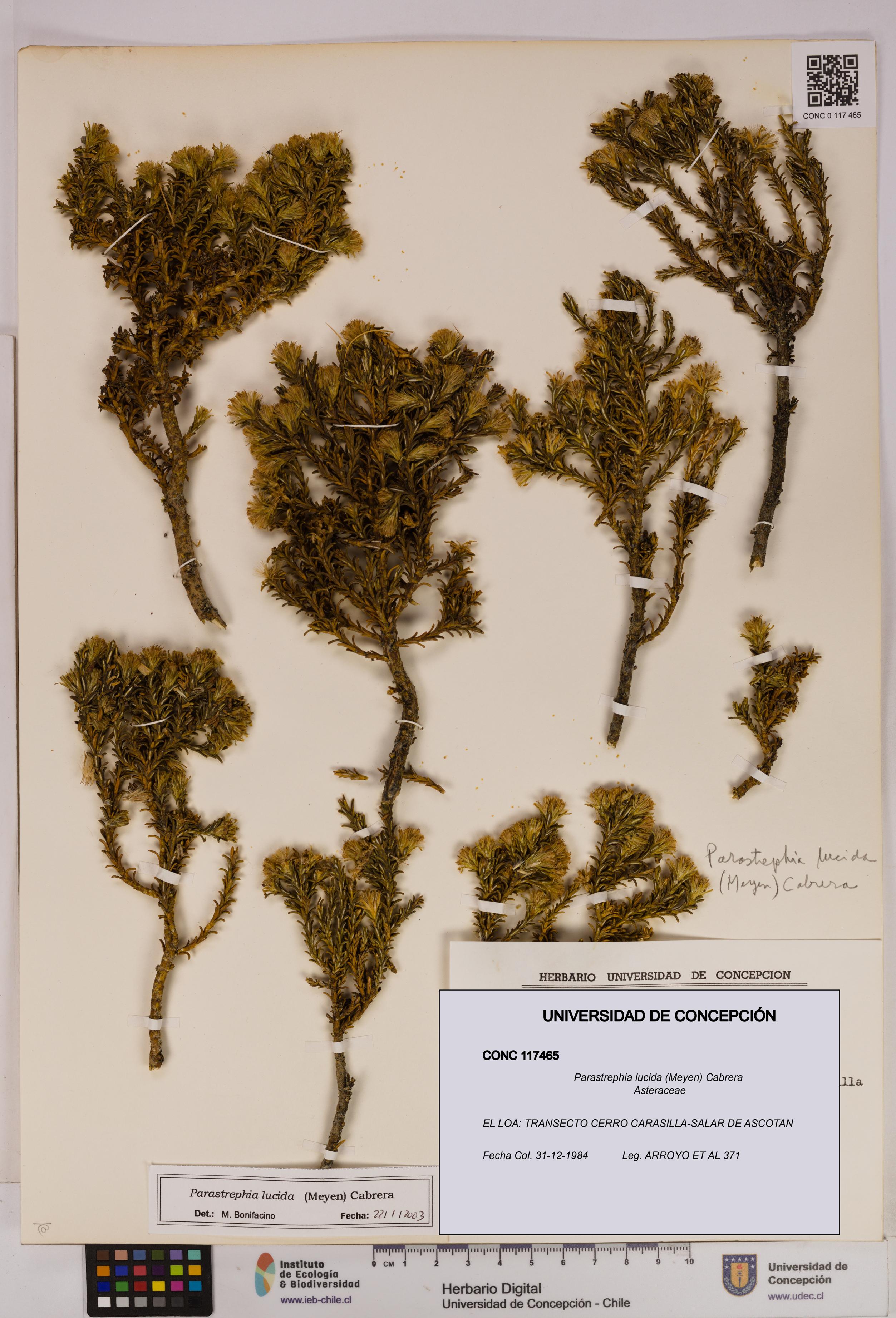 Parastrephia lucida [Espécimen: UDEC:CONC:0117465]