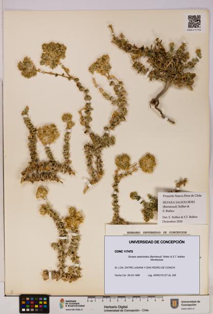 Silvaea salsoloides [Espécimen: UDEC:CONC:0117472]